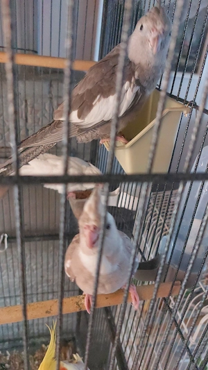 Vand pui de ninfe  - imagine 4