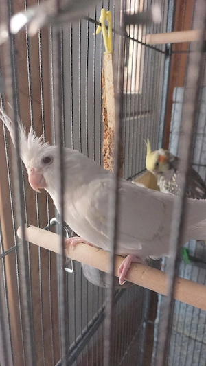 Vand pui de ninfe  - imagine 3