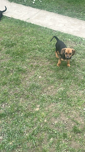 Vând două cățele teckel - imagine 2