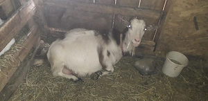 Vând capre cu iezi - imagine 5