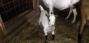 Vând capre cu iezi - imagine 4