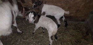 Vând capre cu iezi - imagine 3