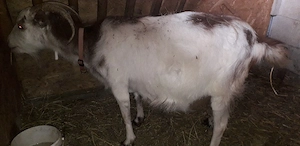 Vând capre cu iezi - imagine 2