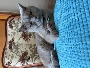 Motănel de vânzare ! - imagine 2