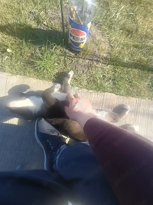 Labrador metis  - imagine 5