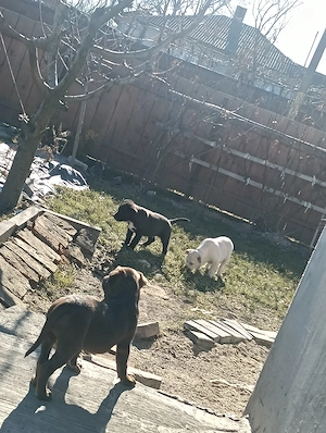 Labrador metis  - imagine 2