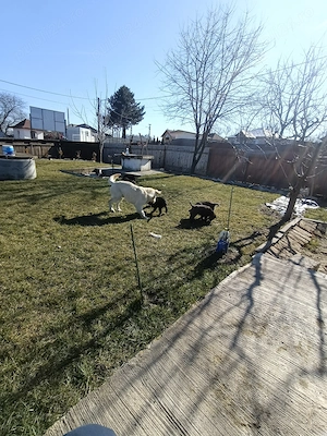 Labrador metis  - imagine 3