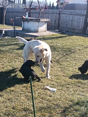 Labrador metis  - imagine 4