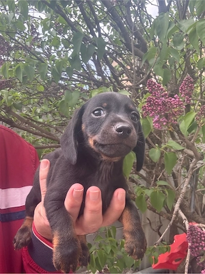 Teckel fetita si baiat Mini  - imagine 2