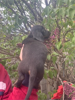 Teckel fetita si baiat Mini  - imagine 3