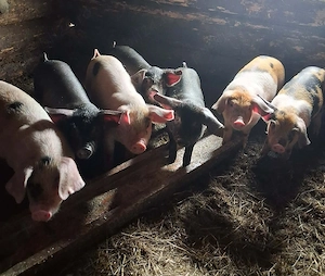 purcei de vanzare - imagine 2