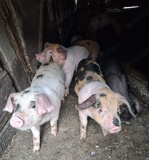 purcei de vanzare - imagine 3