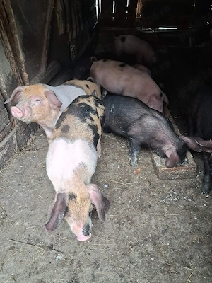 purcei de vanzare - imagine 5