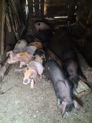 purcei de vanzare - imagine 4