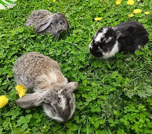 Iepurași și iepuri