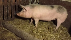 Porc de vanzare  - imagine 2