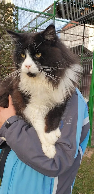 Pui Maine Coon cu pedigree