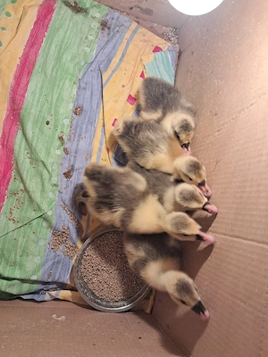  5 Boboci de gască!  - imagine 4