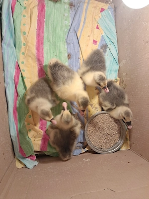  5 Boboci de gască!  - imagine 2