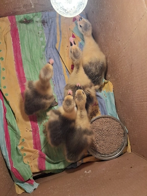  5 Boboci de gască!  - imagine 3