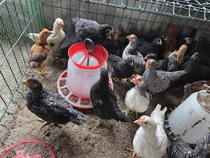 Pui de vânzare rasa mixta  de 40 de zile