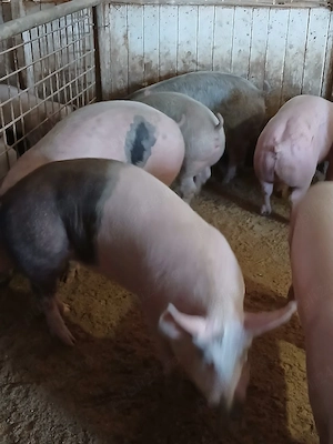 porci de carne  - imagine 4