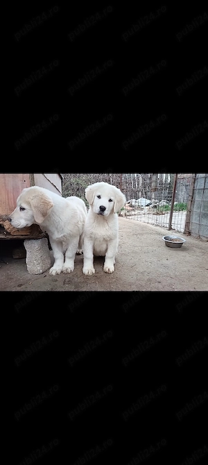 Ciobanesc de Asia centrala Femela