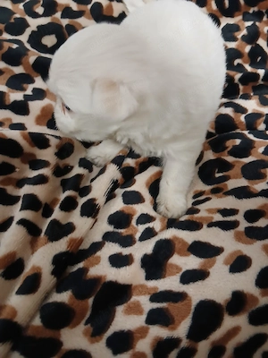 Cățeii maltez  - imagine 2