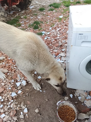 de vânzare un câine 