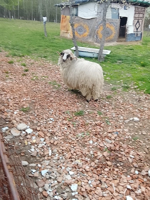 de vânzare un câine  - imagine 2