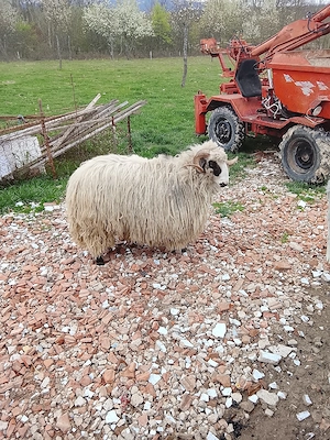 de vânzare un câine  - imagine 4