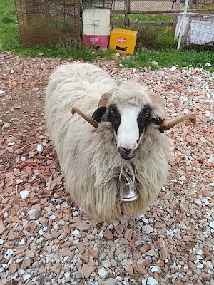 de vânzare un câine  - imagine 3