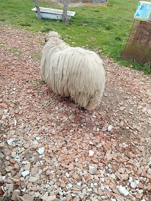 de vânzare un câine  - imagine 5