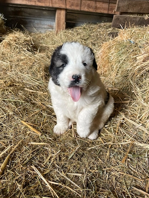 Ciobanesc de Bucovina de vanzare - imagine 2