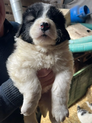 Ciobanesc de Bucovina de vanzare - imagine 3