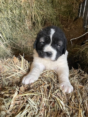 Ciobanesc de Bucovina de vanzare - imagine 5