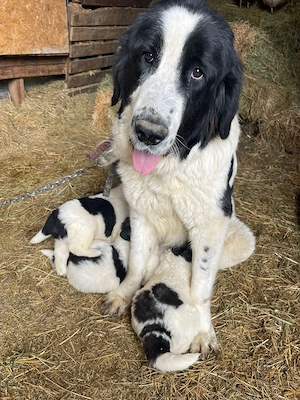 Ciobanesc de Bucovina de vanzare - imagine 4