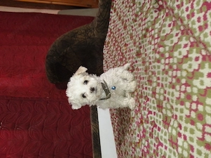 Cățeluș, băiat,bichon maltez,mini Toy