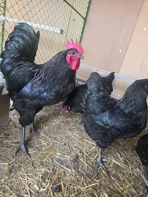 Australorp - imagine 2