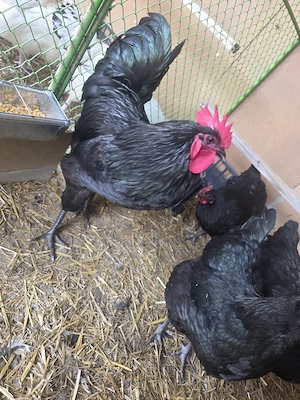 Australorp