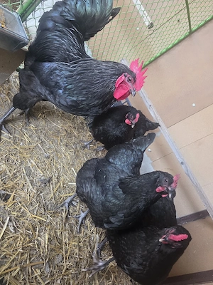 Australorp - imagine 3