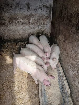 vand purcei - imagine 2