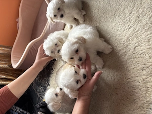 vand cateii bichon havanez 6 saptamani  - imagine 2