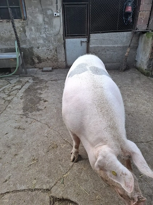 Vând scroafă - imagine 2