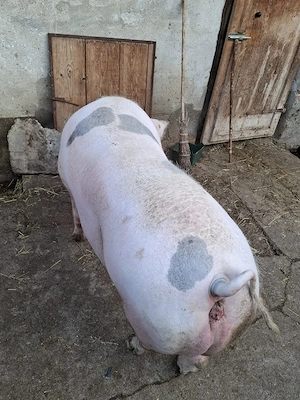 Vând scroafă - imagine 3