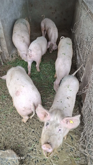 Porci de vânzare  - imagine 2
