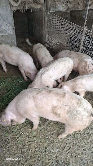 Porci de vânzare  - imagine 3