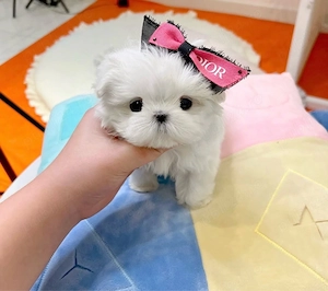 Bichon Maltez Mini Toy  - imagine 4