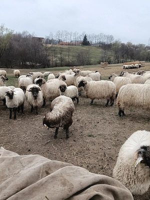 Miei de vanzare  - imagine 2