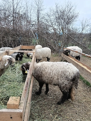 Miei de vanzare  - imagine 3